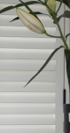 shutters-with-hidden-tilt_0